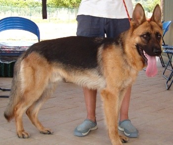 Raul