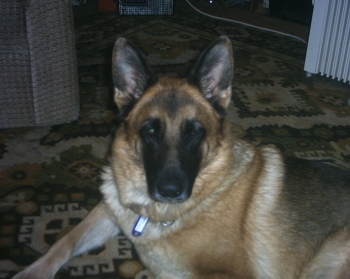 Amy