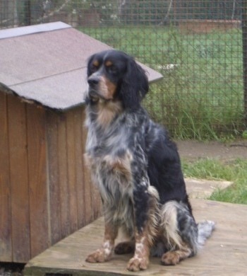 Rocky