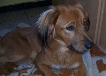 Balu