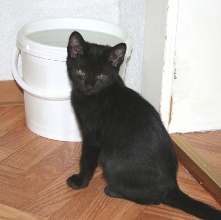 Kater Luca