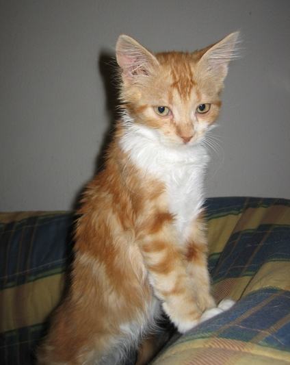 Lino