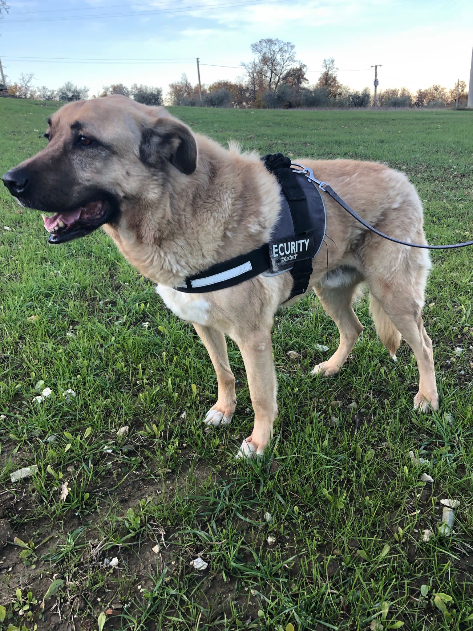 Max