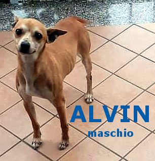Alvin