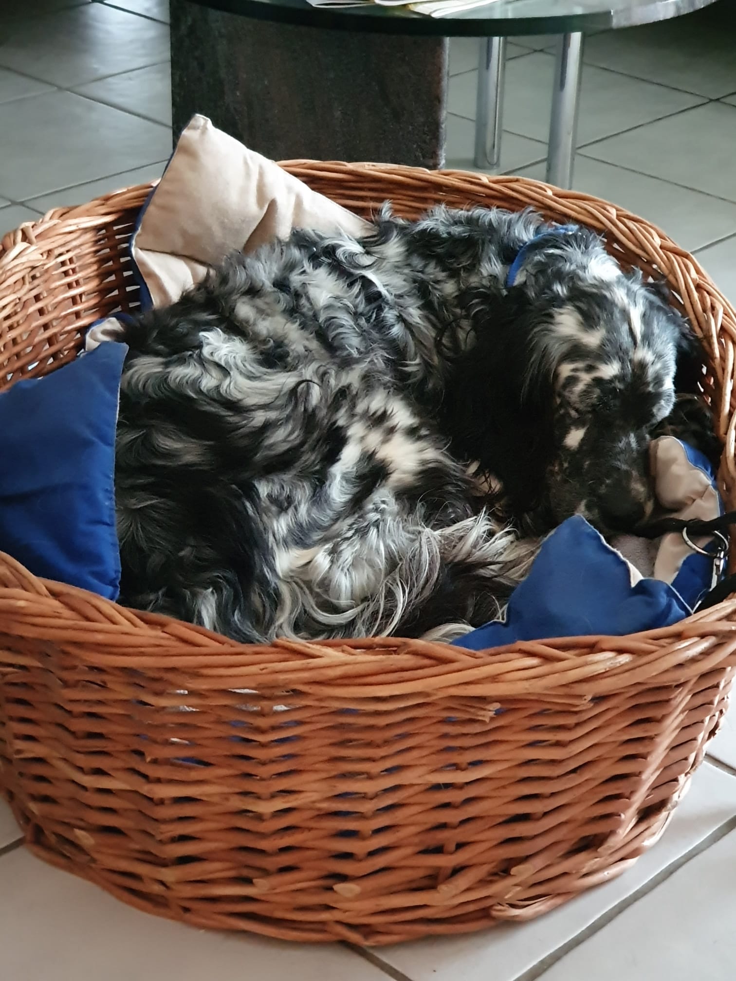 Bea