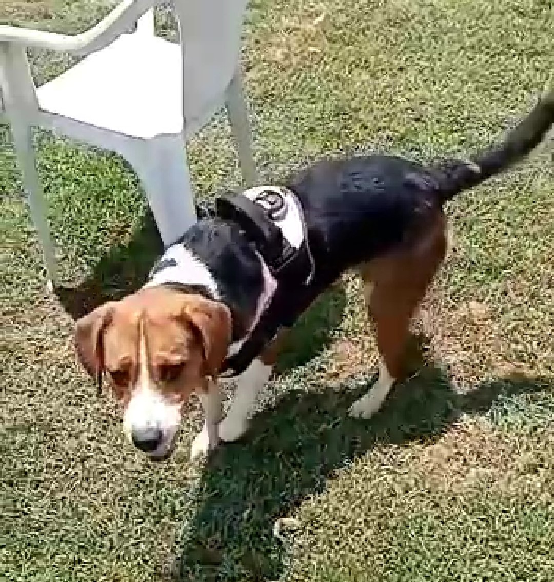 Snoopy