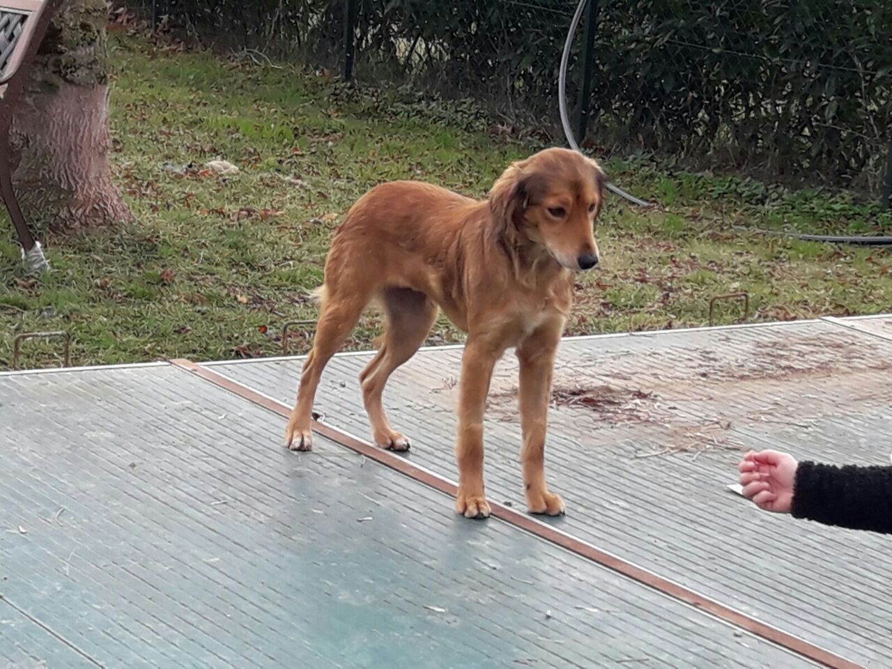 Bella