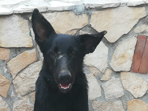Bo