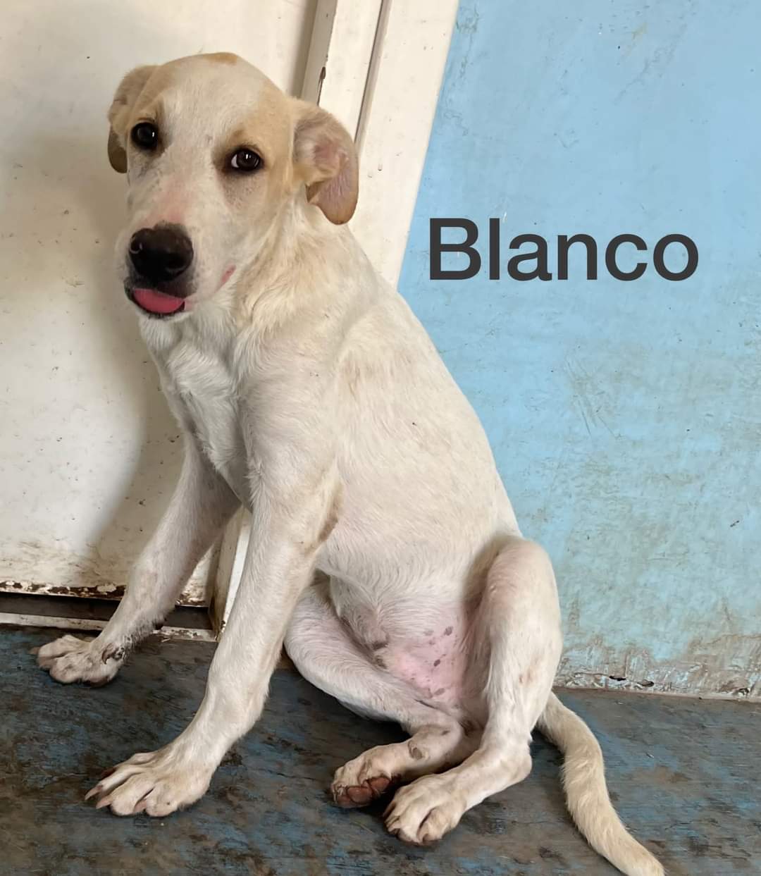 Blanco