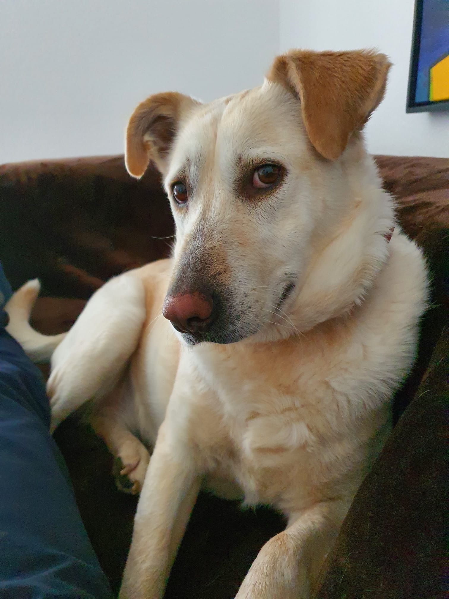 Bonnie