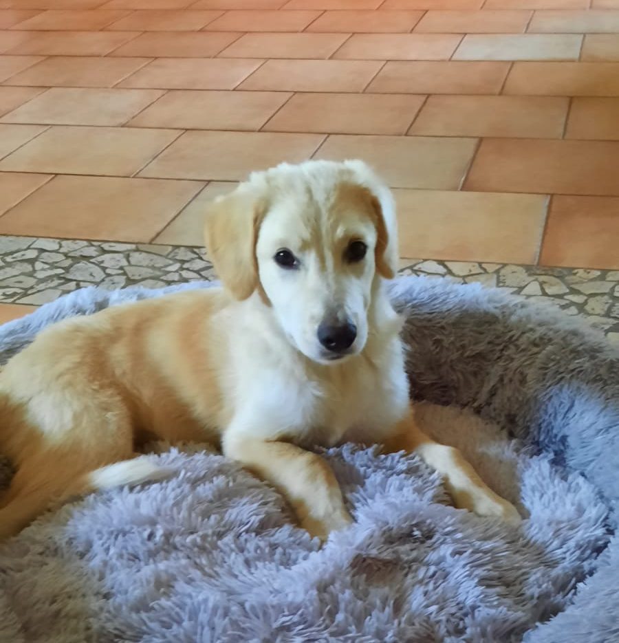 Cannella