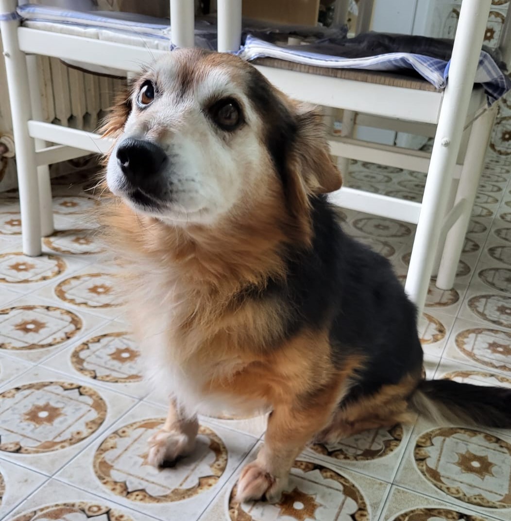 Chicco