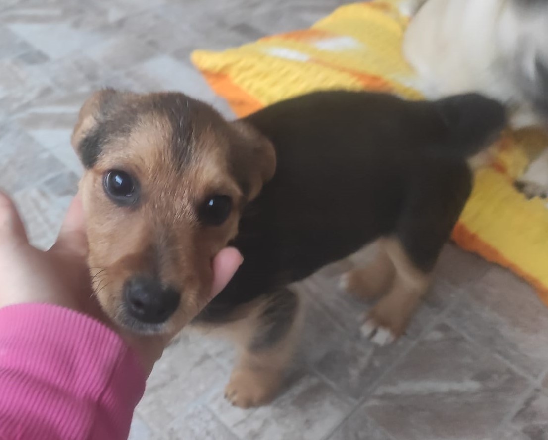 Manuel