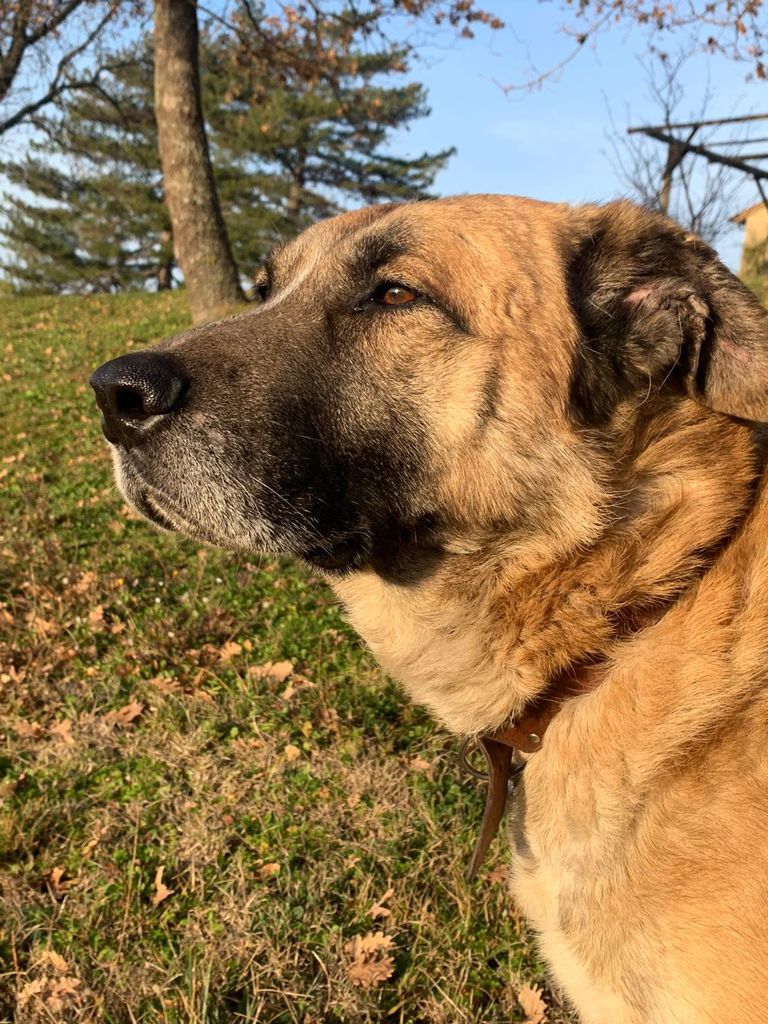 Timo