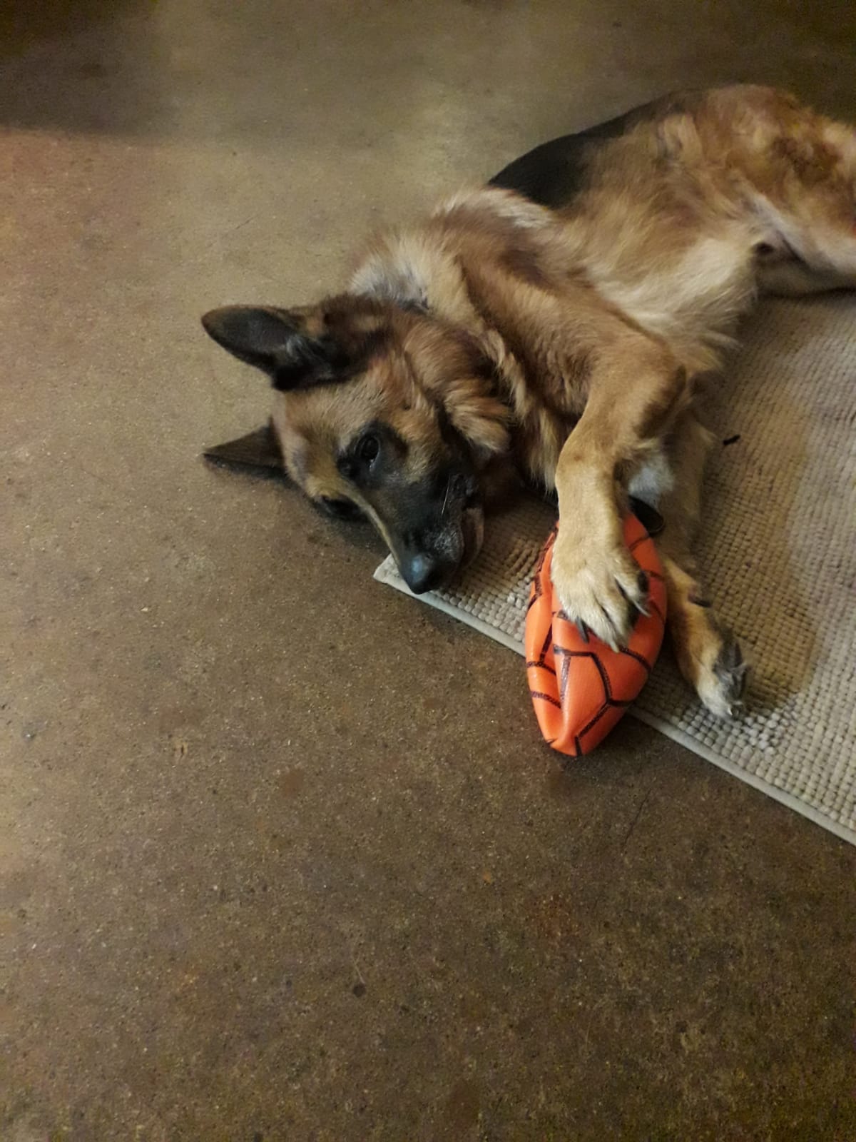 Rex