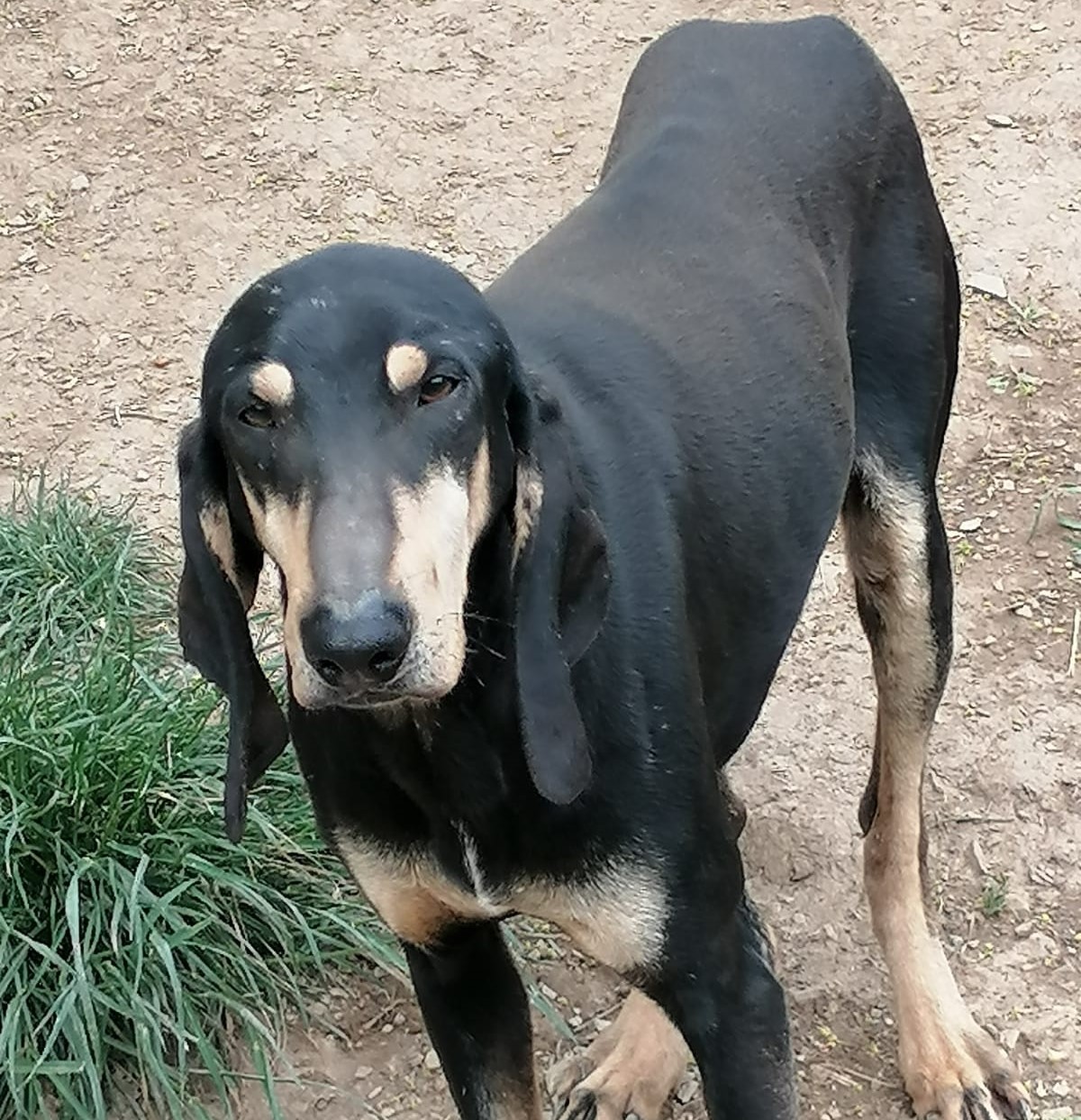 Ettore