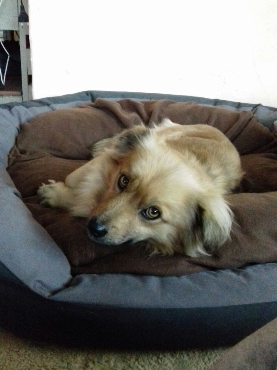Murfi