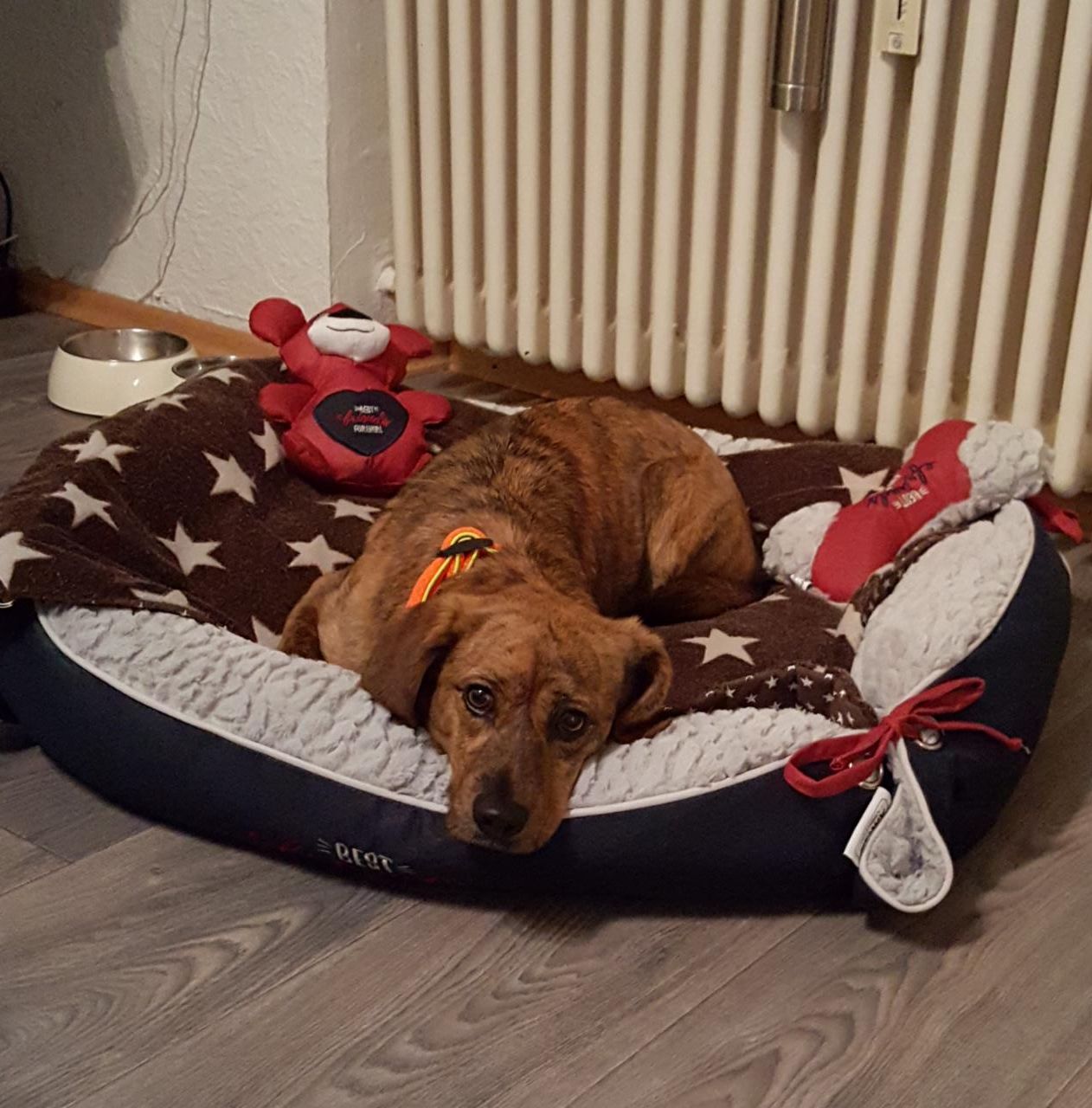 Ronja