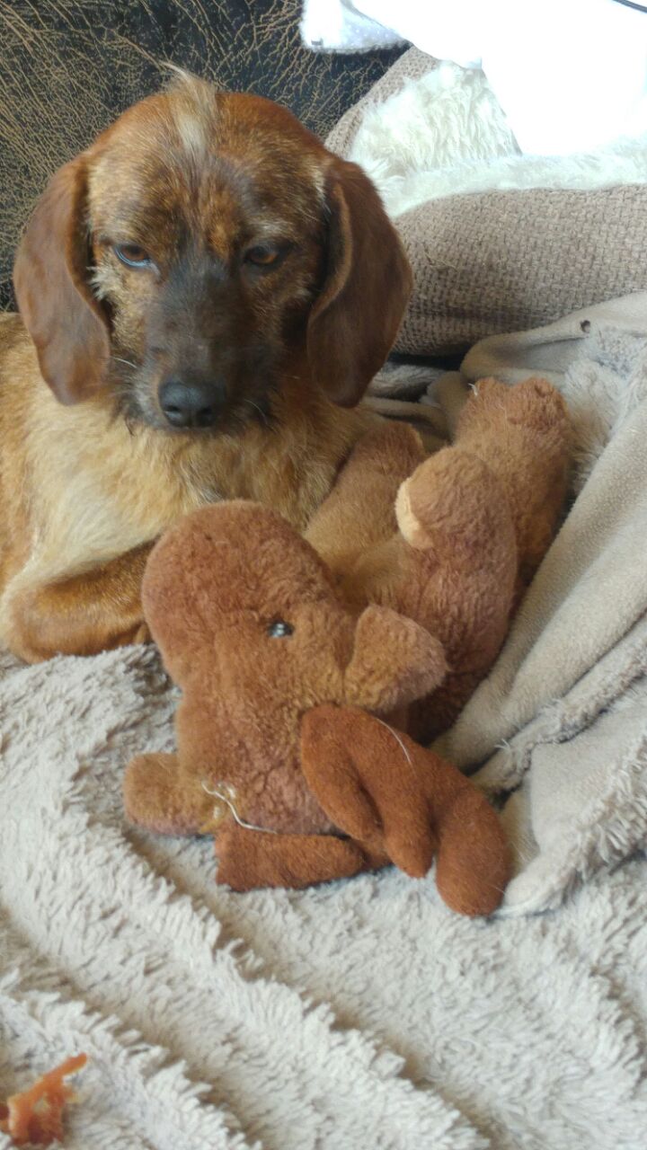 Moschina