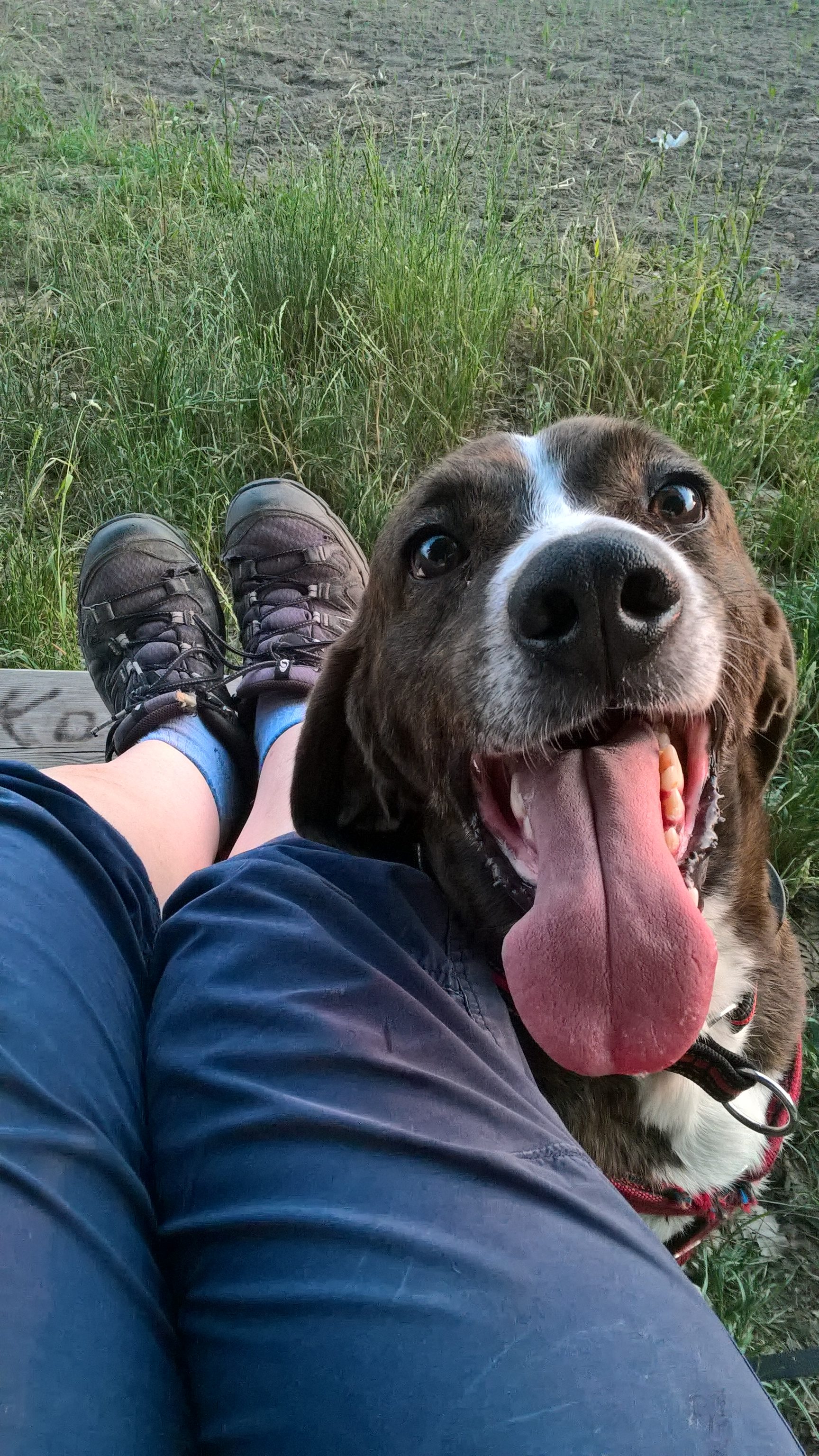 Buddy