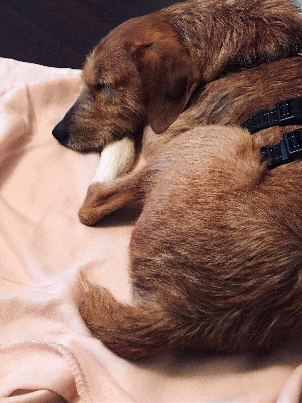 Pino