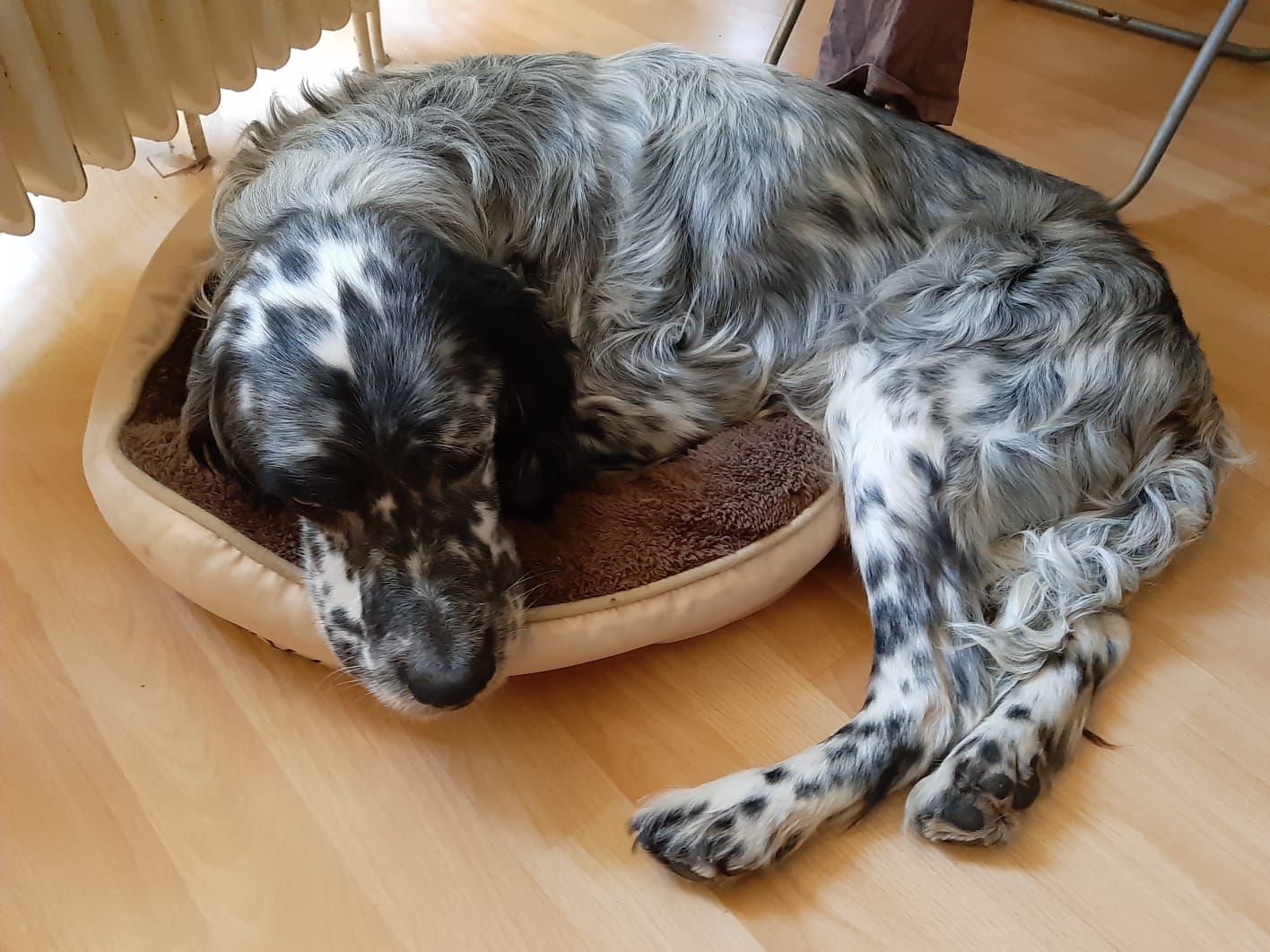 Elliott