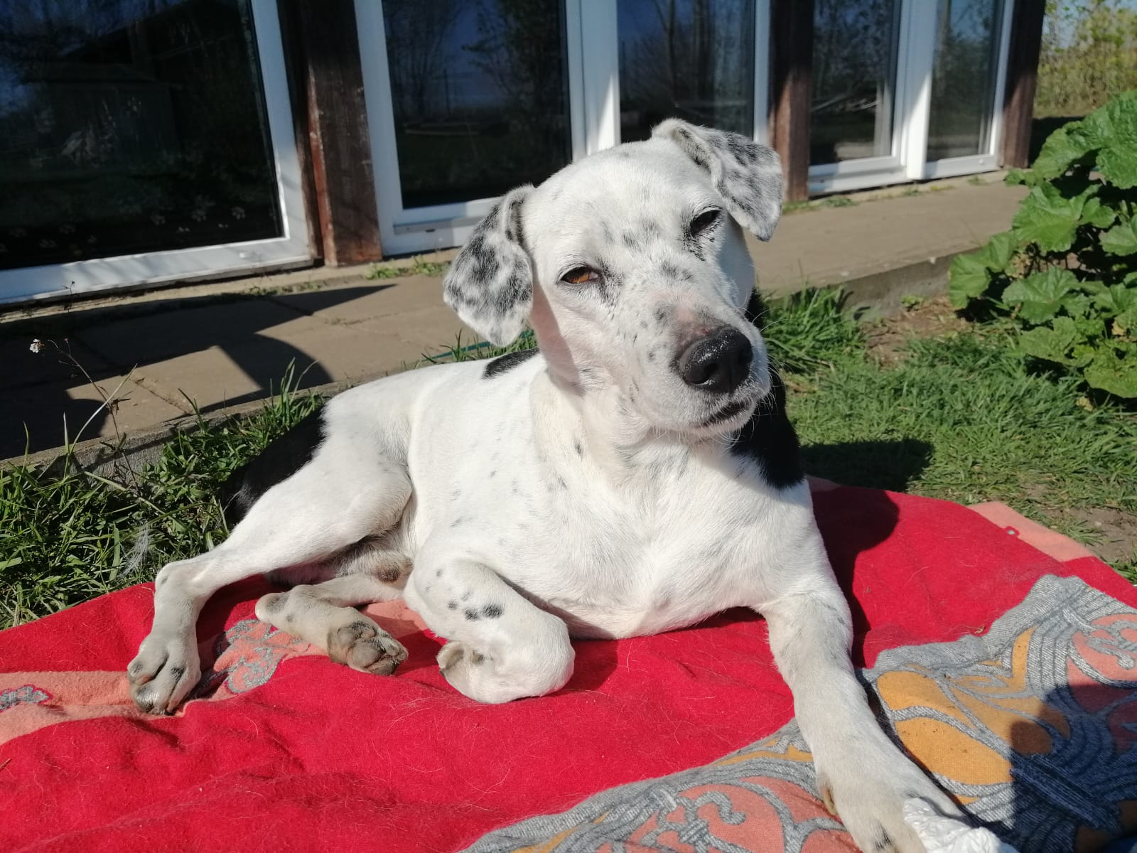 Pongo