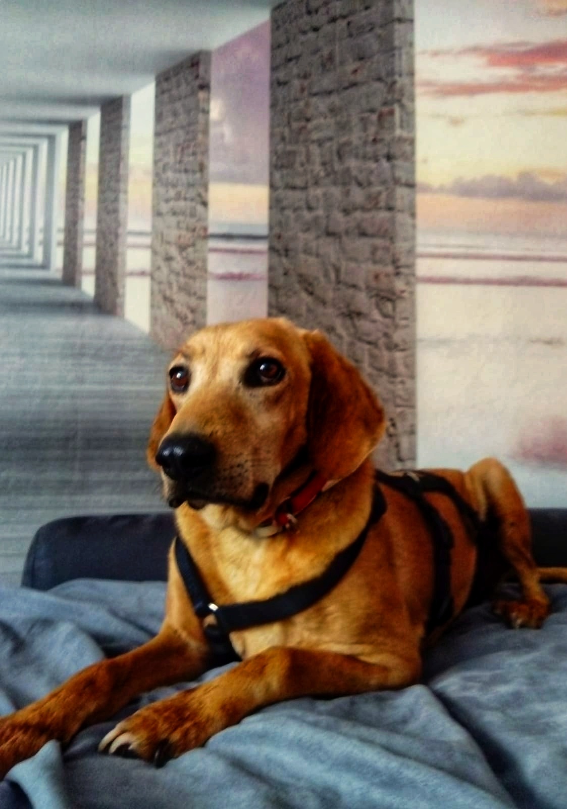 Oscar
