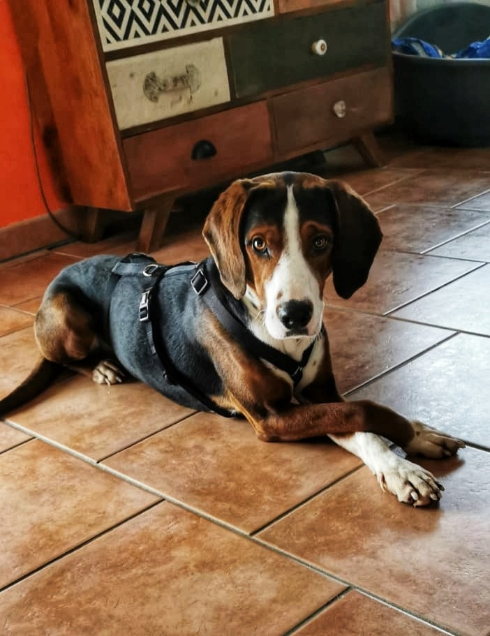Elvis
