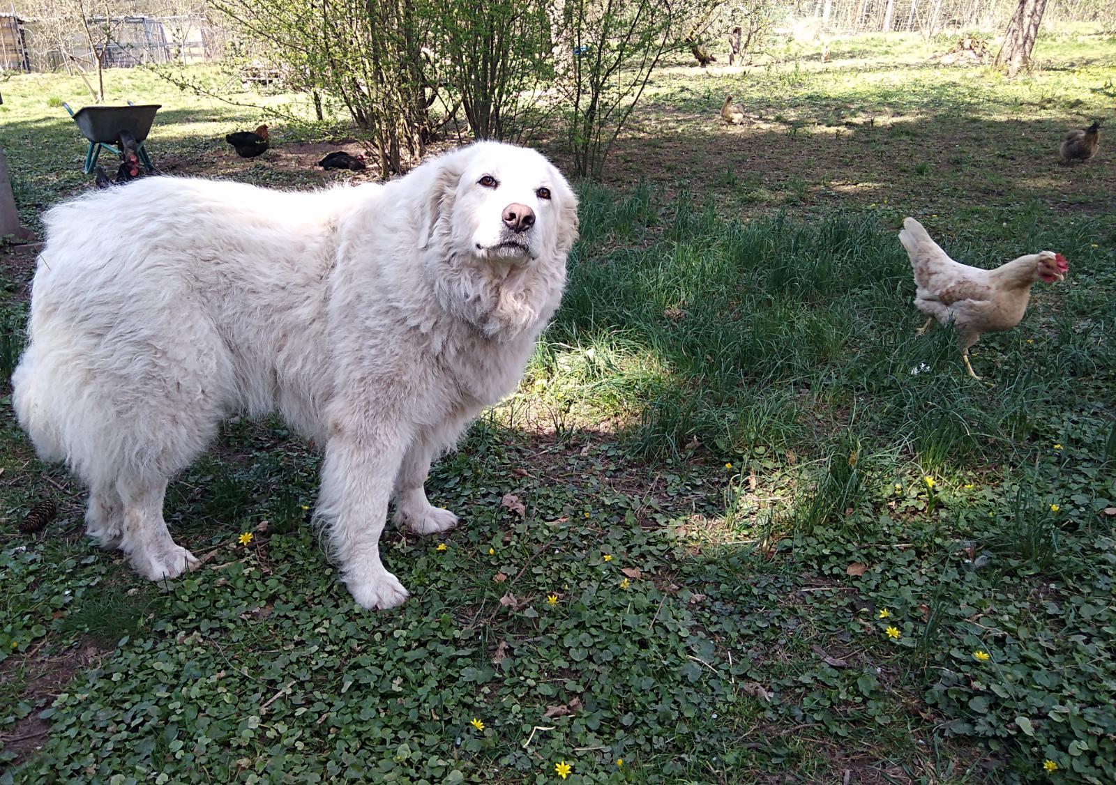 Zira