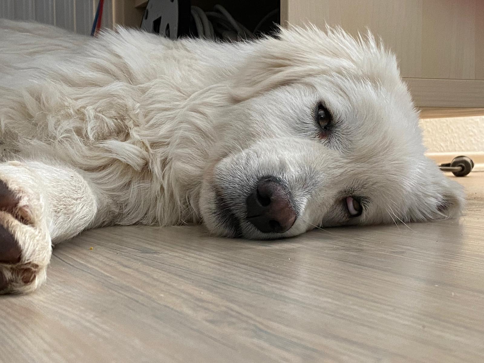 Leone