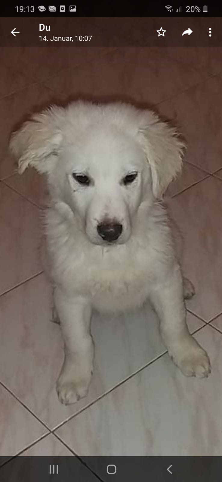 Baloo