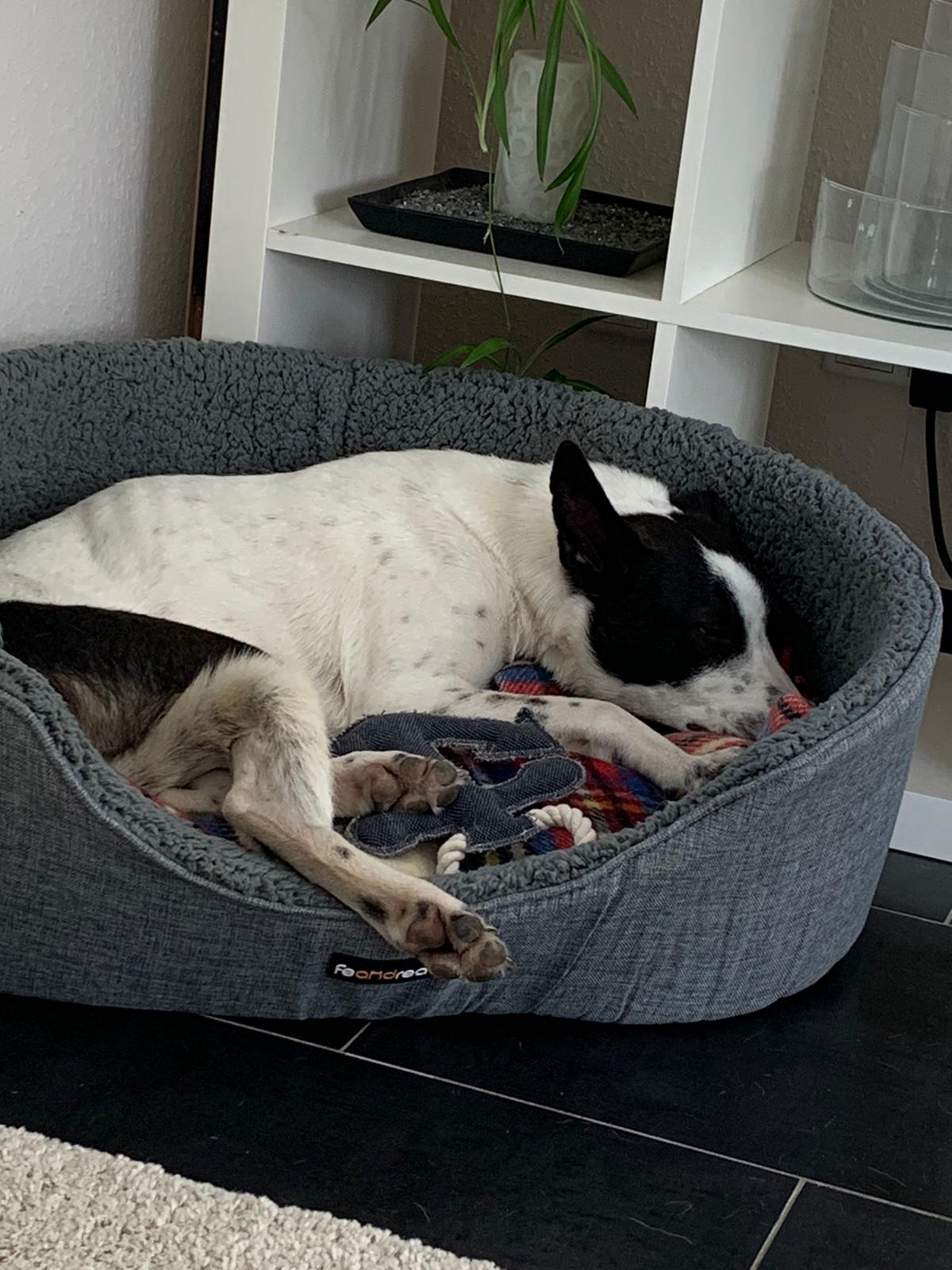 Lotti