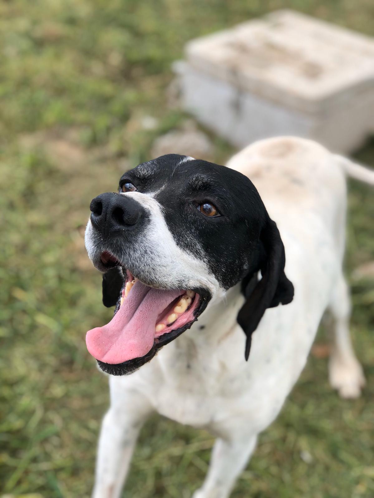 Tamino