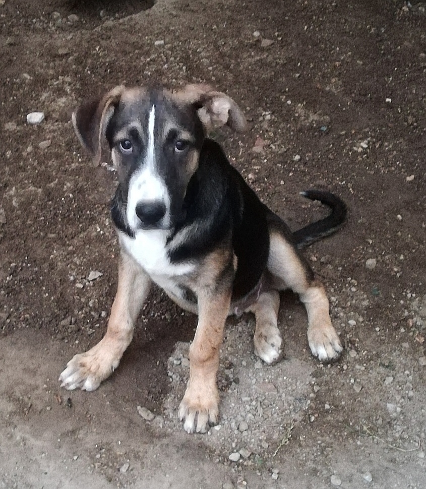 Ernesto