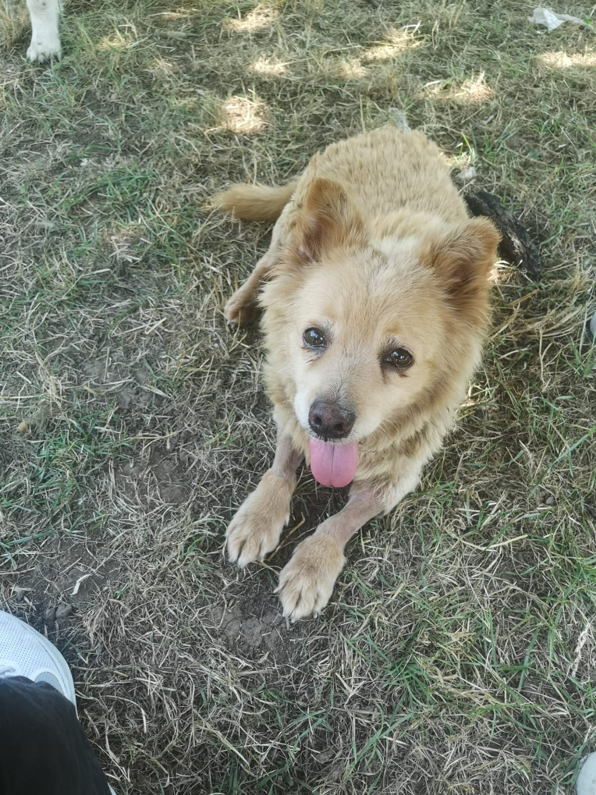 Nonnino