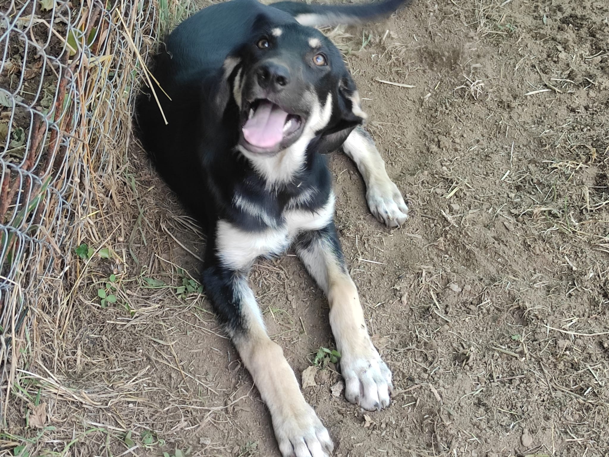Ettore