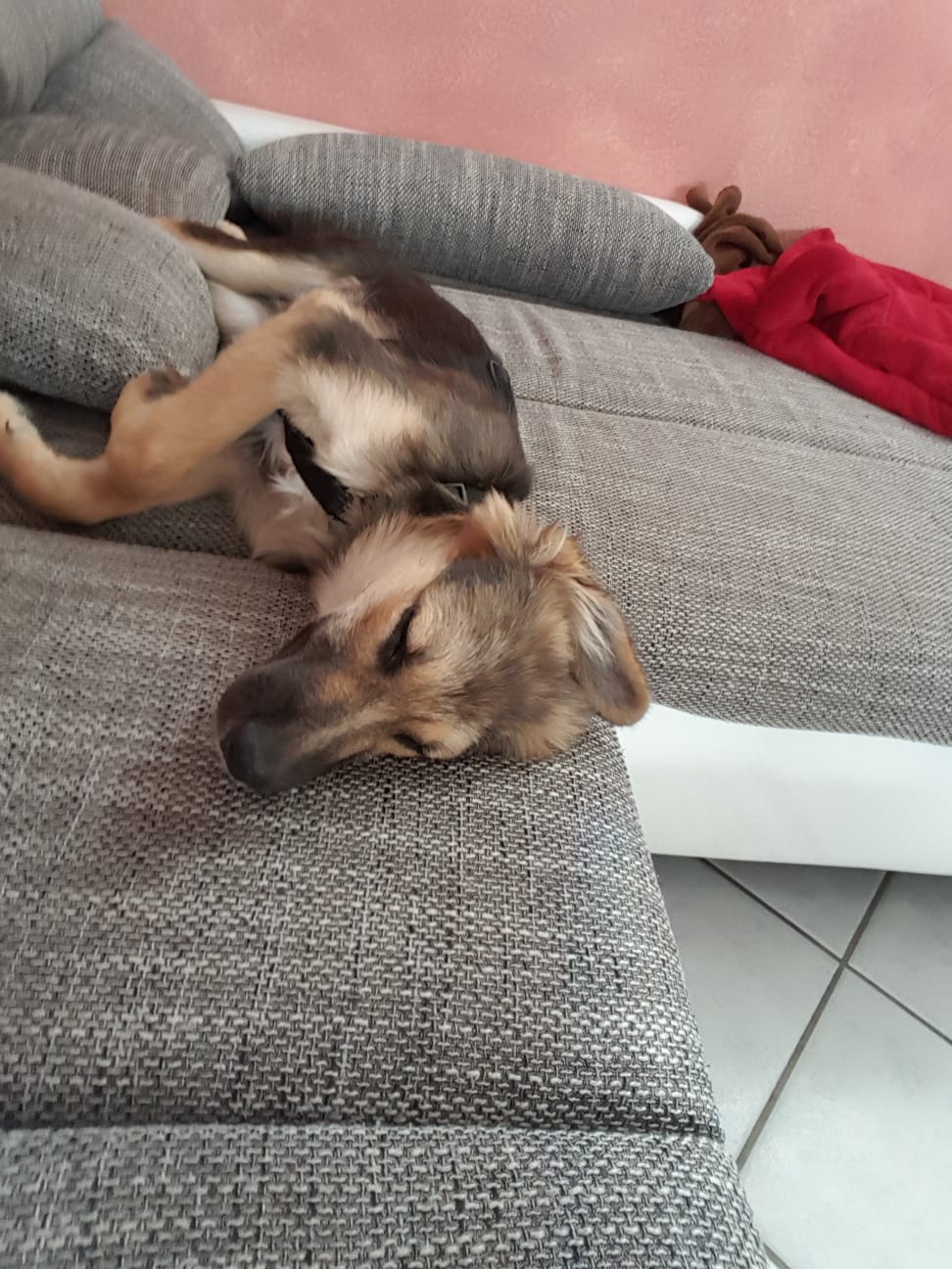 Elenia