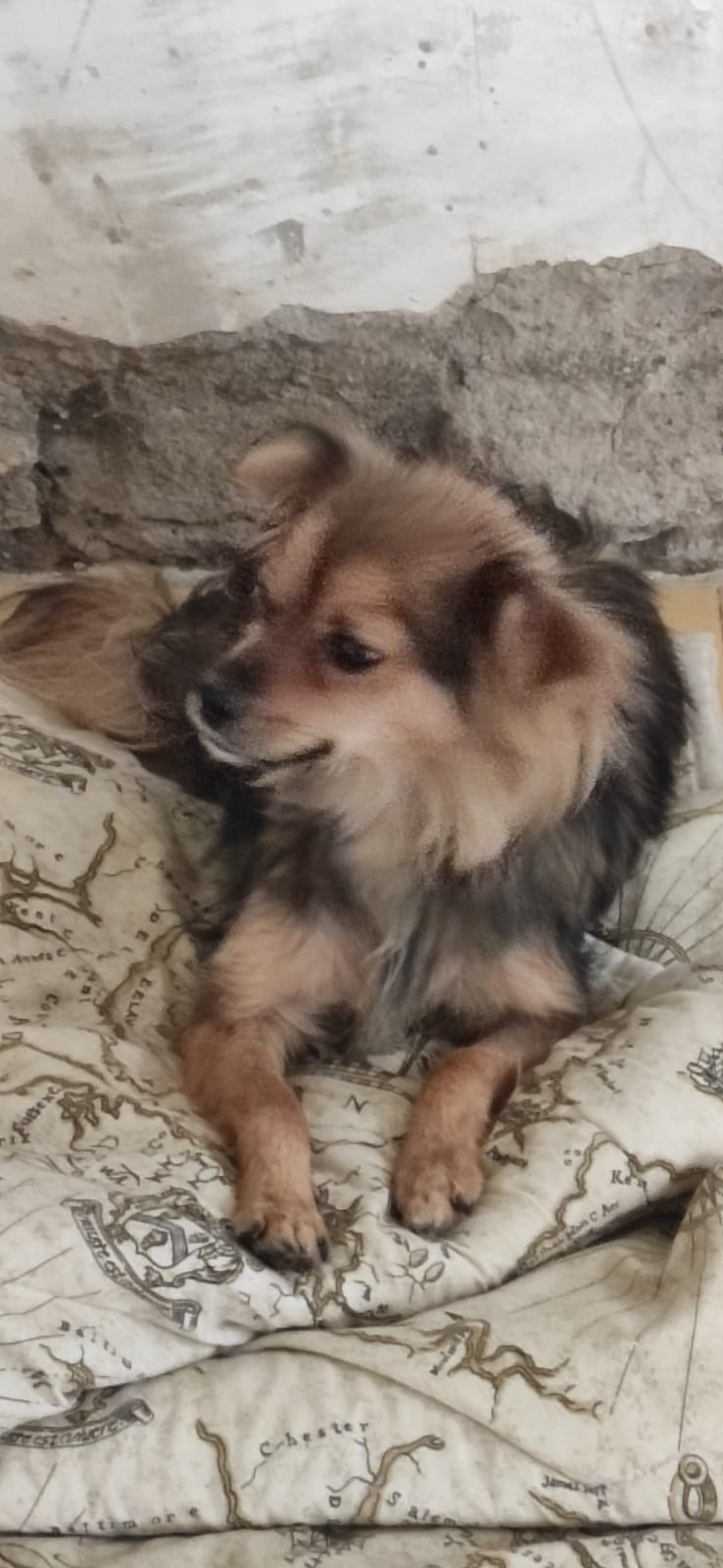 Didi