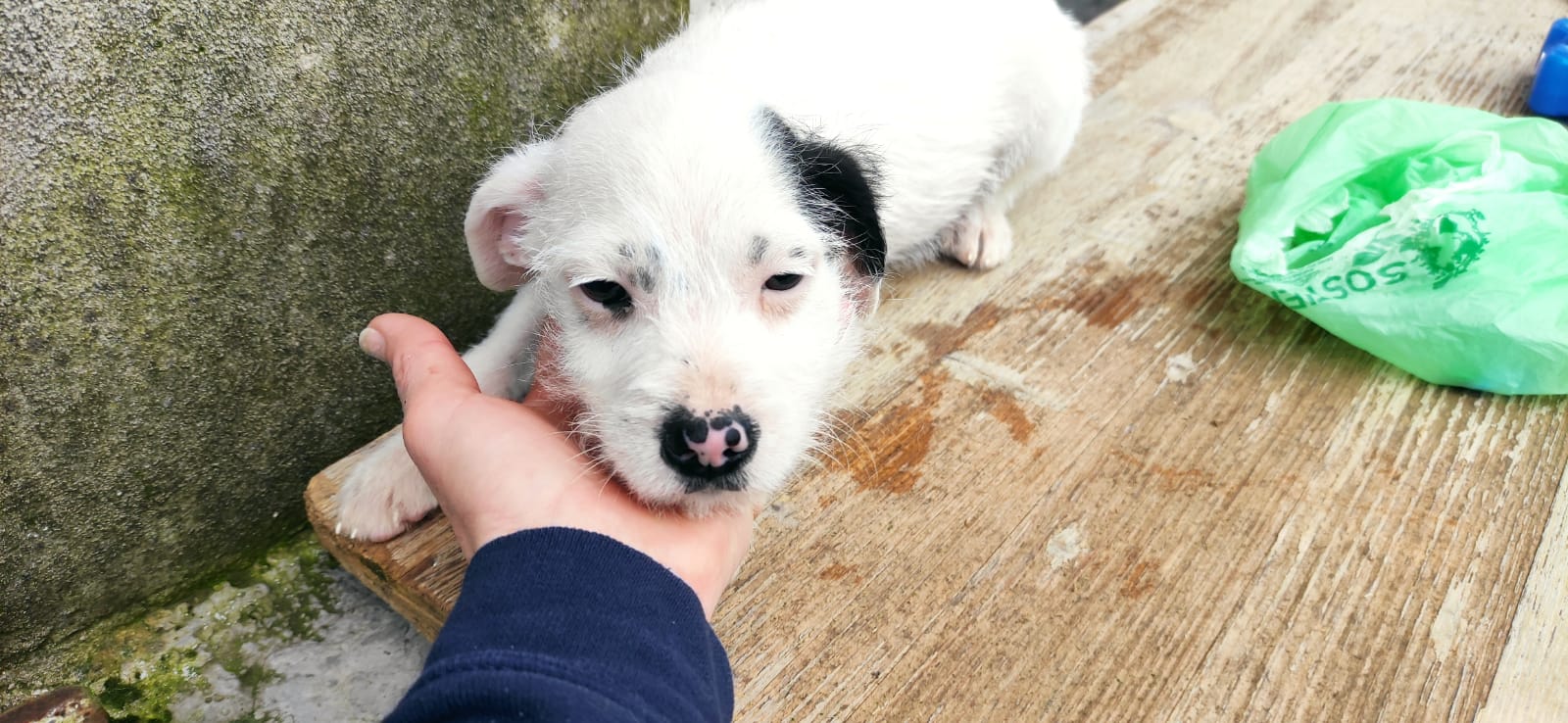 Linus