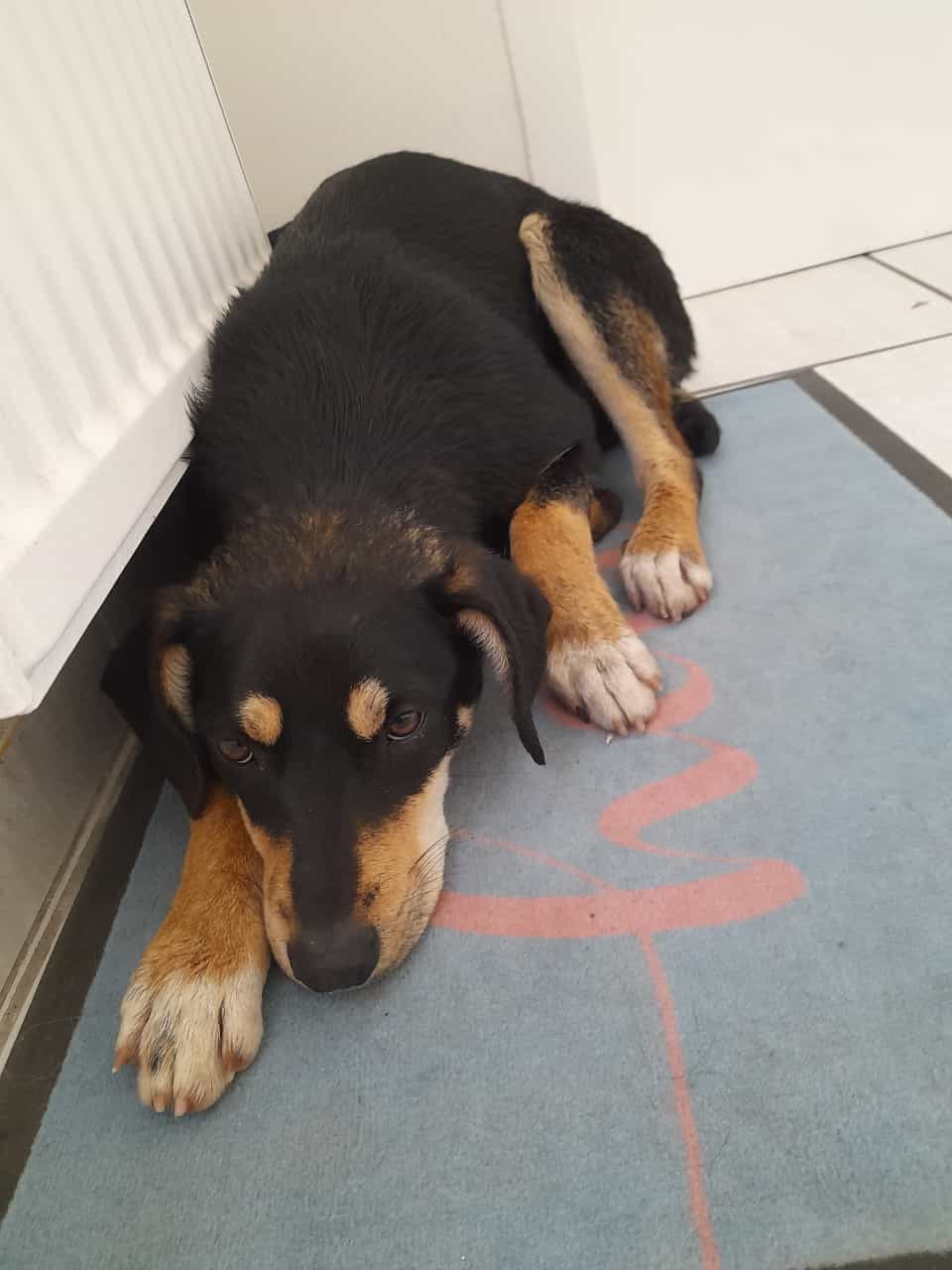 Penelope