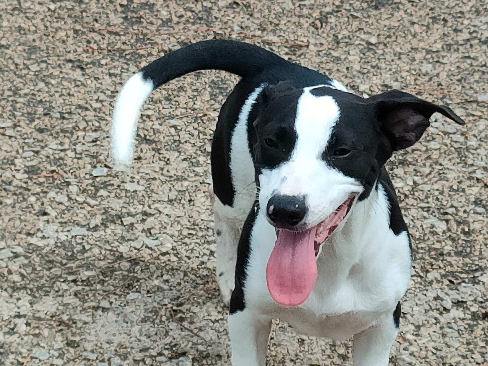 Tino