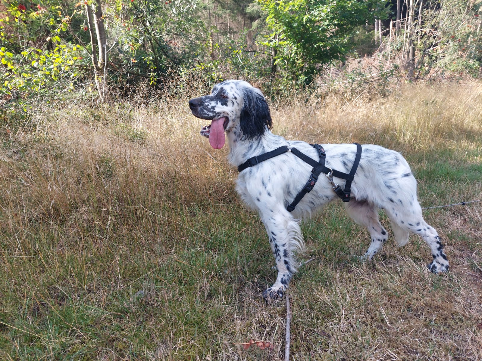 Sambia