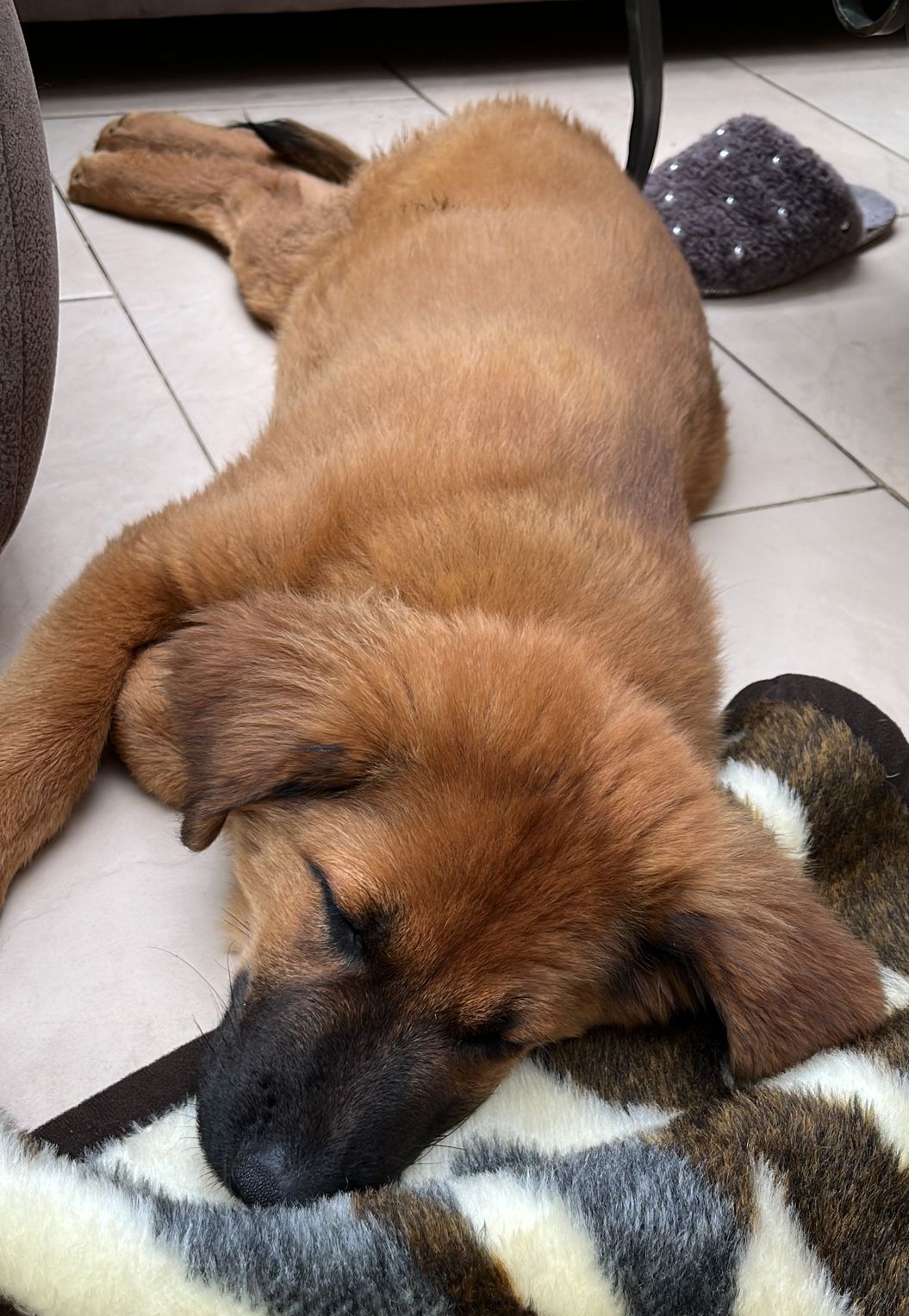 Lotti