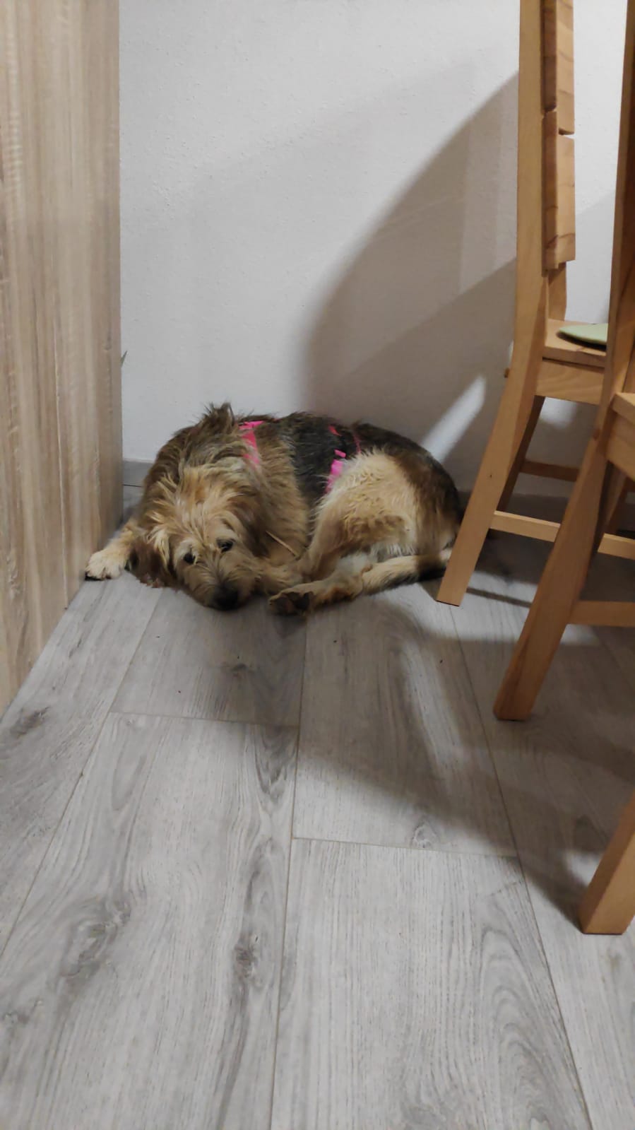 Molly
