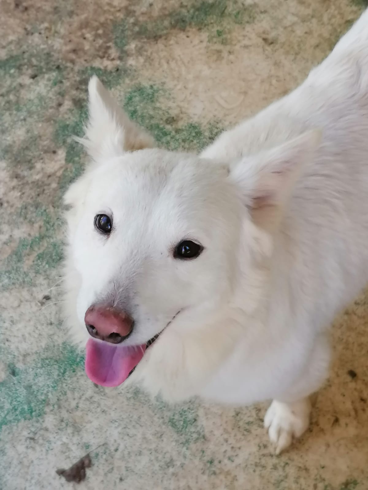 Aldo