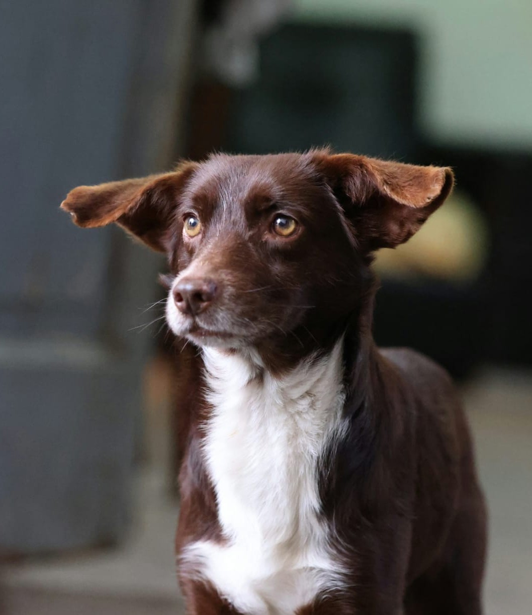 Brownie