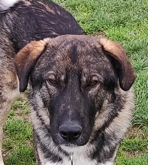 Lupo