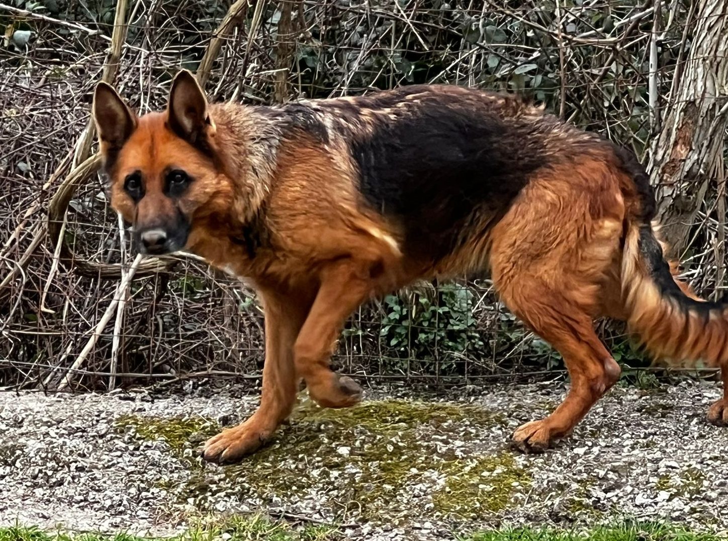 Arya