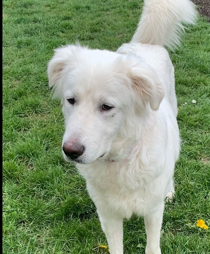 Azzurra